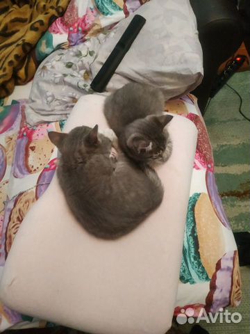 Котята