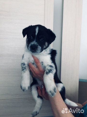Лайка щенок купить на Зозу.ру - фотография № 2