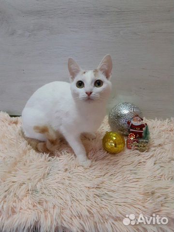 Стерилизованная молодая кошечка