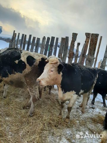Дойных коров купить на Зозу.ру - фотография № 1