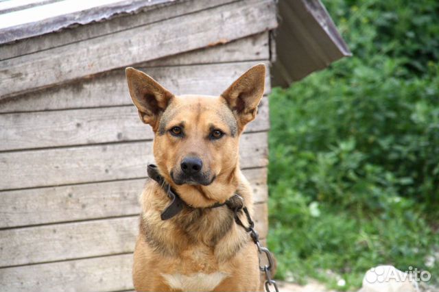 Замечательная собака в ответственные руки купить на Зозу.ру - фотография № 2