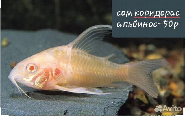 Аквариумные рыбки купить на Зозу.ру - фотография № 7