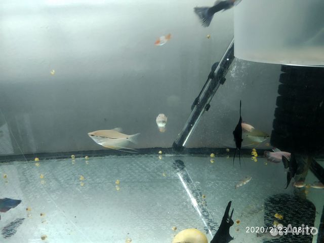Аквариум, аквариумные рыбки бартер купить на Зозу.ру - фотография № 5
