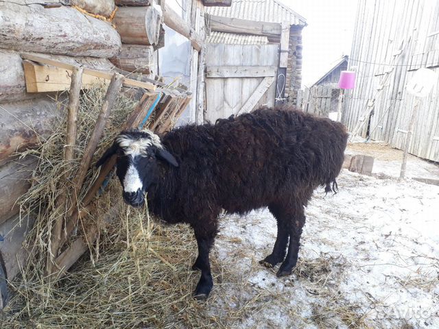 Баран, овца купить на Зозу.ру - фотография № 3