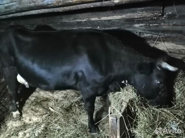 Продам корову вместе с теленком купить на Зозу.ру - фотография № 6