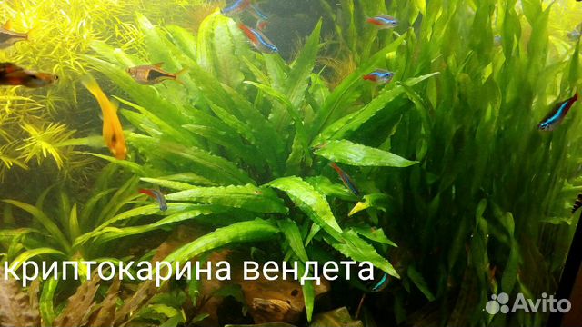 Аквариумные растения купить на Зозу.ру - фотография № 4