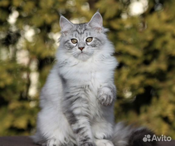 Шикарные Котята Мейн-кун Шикарные Котята Мейн-кун