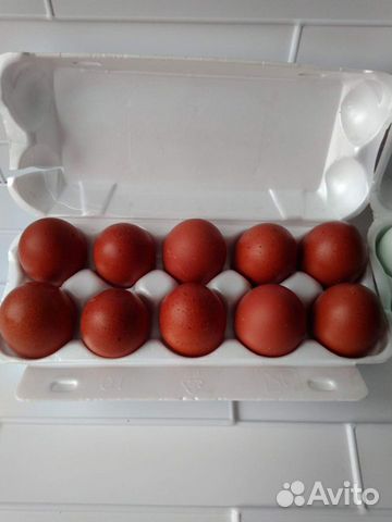 Инкубационное яйцо, цыплята марана черно-медного купить на Зозу.ру - фотография № 2