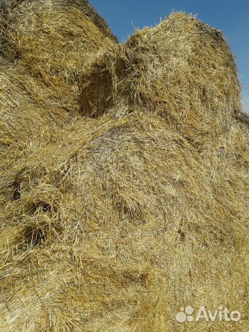Солома :ячмень, пшеница купить на Зозу.ру - фотография № 4