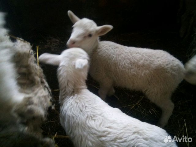 Ост-фризские овцы купить на Зозу.ру - фотография № 4