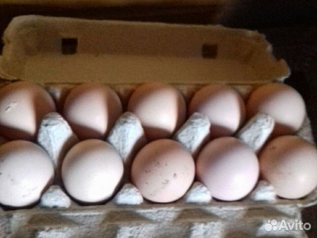 Инкубационное яйцо кур породы Мини- Мясная купить на Зозу.ру - фотография № 1