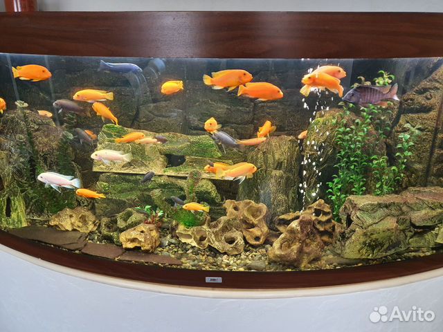 Аквариум Jewel 450 Vision с рыбками и фильтром купить на Зозу.ру - фотография № 1