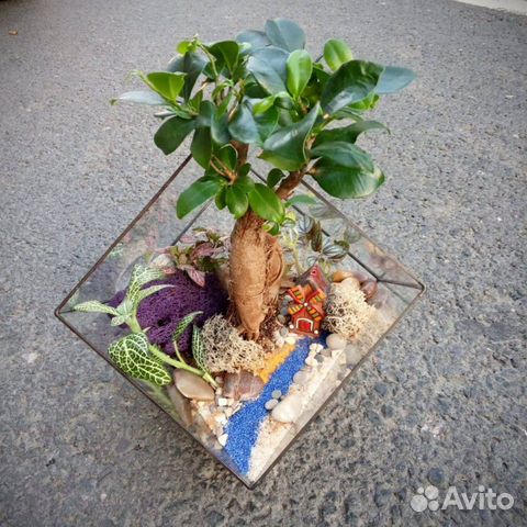 Флорариум бонсай с домиком в кубе Флорариум бонсай с домиком в кубе