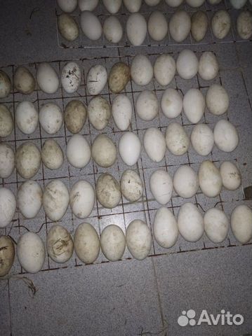 Гусиные яйца купить на Зозу.ру - фотография № 6