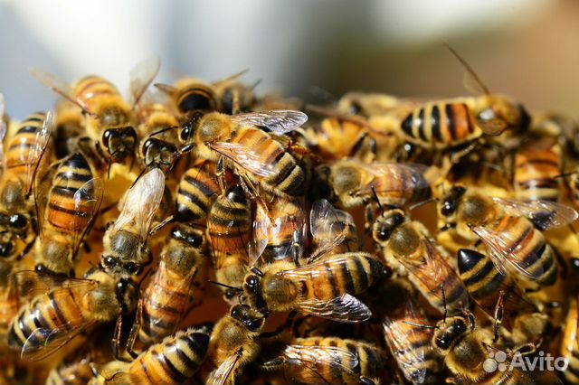 Продаются пчелосемьи на высадку купить на Зозу.ру - фотография № 1