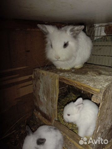 Кролики декаративные купить на Зозу.ру - фотография № 2