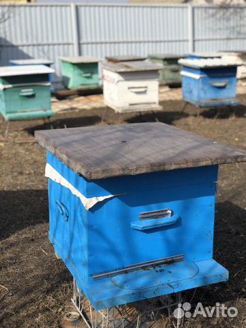 Продаются пчёлы. Пчелосемья купить на Зозу.ру - фотография № 1