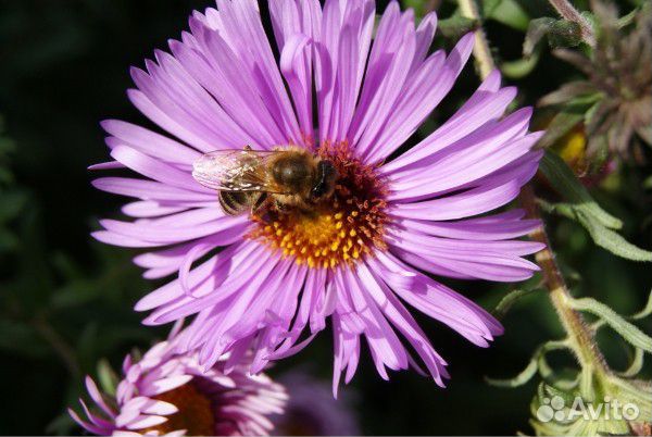 Пчелы с ульями и корпусами купить на Зозу.ру - фотография № 1