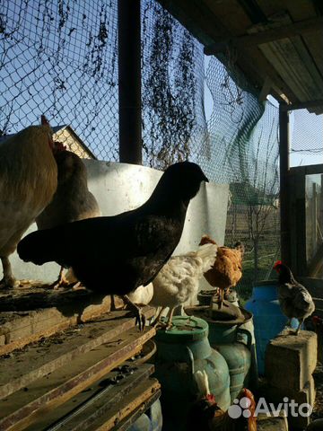 Куриные яйца купить на Зозу.ру - фотография № 4