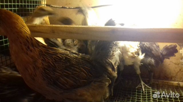 Цыплята,яйца,кур(семьи) купить на Зозу.ру - фотография № 2