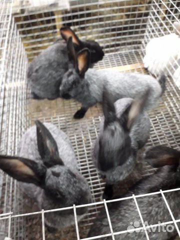 Кролики полтавское серебро купить на Зозу.ру - фотография № 5