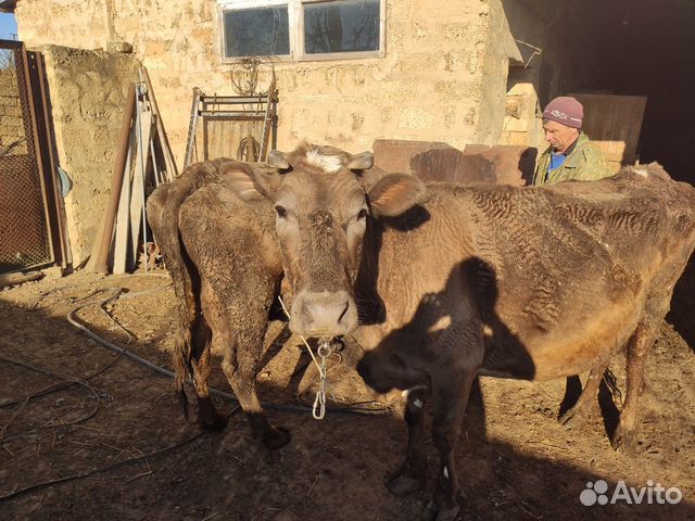 Крупный рогатый скот купить на Зозу.ру - фотография № 4