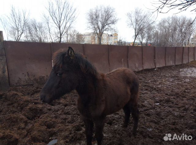 Лошадь пони купить на Зозу.ру - фотография № 1