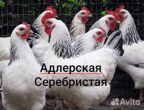 Инкубационное яйцо породной птицы купить на Зозу.ру - фотография № 2