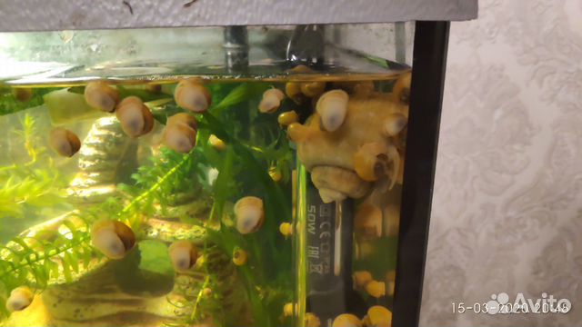 Жёлтые ампулярии, креветки