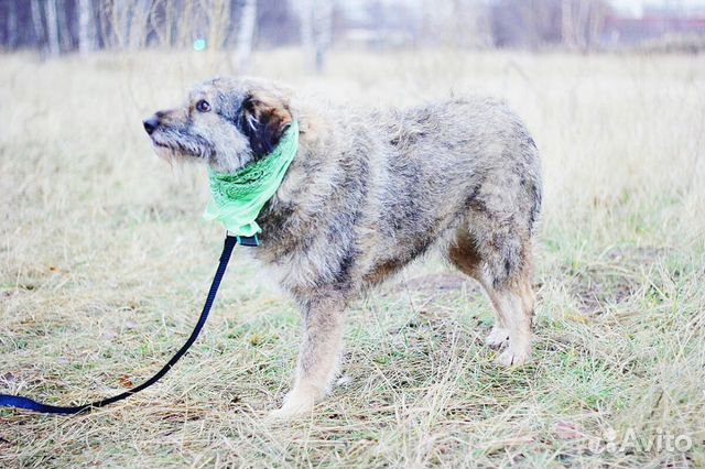 Собака Тоша из приюта ищет дом и добрые руки купить на Зозу.ру - фотография № 6