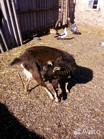 Камерунская коза купить на Зозу.ру - фотография № 2