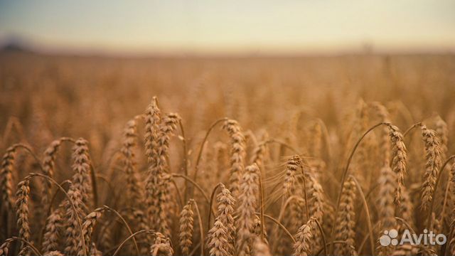 Овес, Пшеница купить на Зозу.ру - фотография № 1