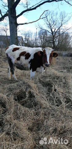 Коровы, телята купить на Зозу.ру - фотография № 5