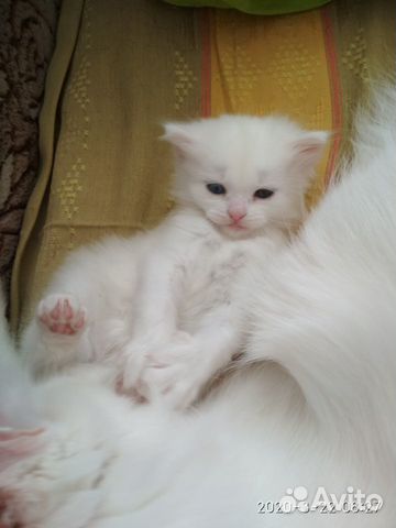 Котенок белый девочка купить на Зозу.ру - фотография № 2