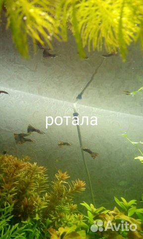 Набор аквариумных растений купить на Зозу.ру - фотография № 8