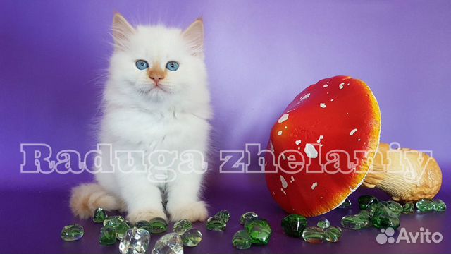 Невские маскарадные котята Невские маскарадные котята