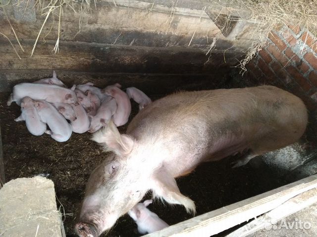 Свинья белая крупная с поросятами купить на Зозу.ру - фотография № 2