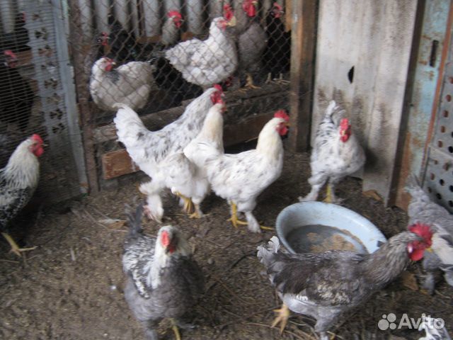Куры яйца купить на Зозу.ру - фотография № 2