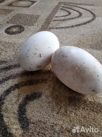 Гусиные яйца для инкубации купить на Зозу.ру - фотография № 1