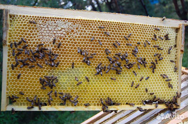 Пчелы пчелосемьи купить на Зозу.ру - фотография № 2