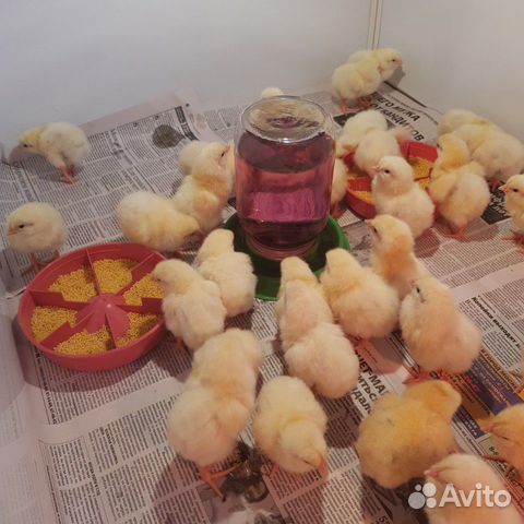 Цыплята кобб-500 купить на Зозу.ру - фотография № 3