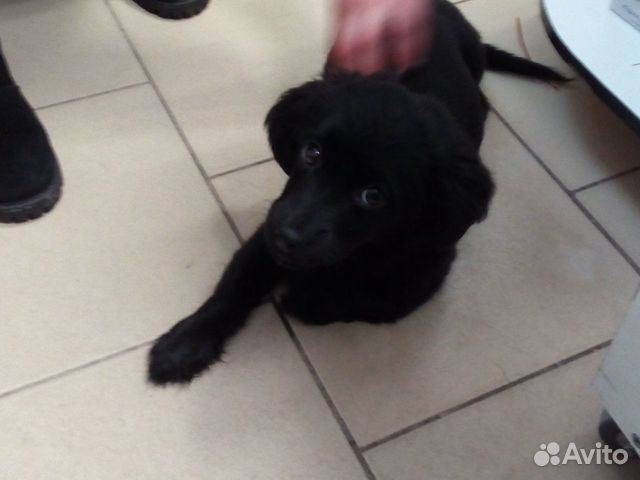 Найден щенок купить на Зозу.ру - фотография № 2