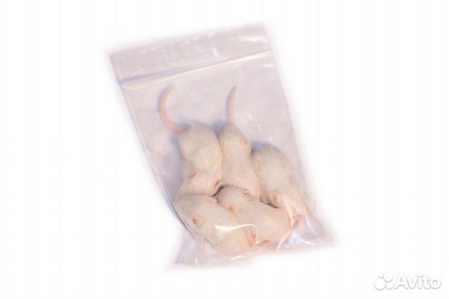 Кормовые мыши Кормовые мыши