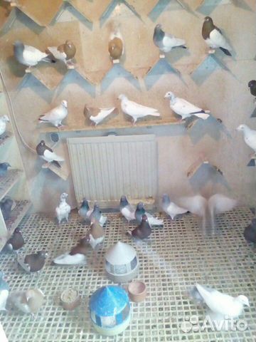 Голуби разных пород
