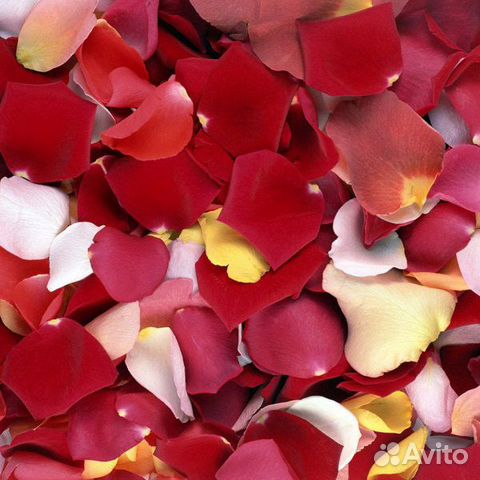 Лепестки роз