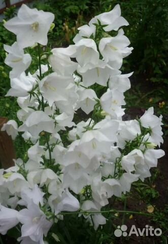 Колокольчики, Аконит,Аквилегия,Бруннера,Мускари