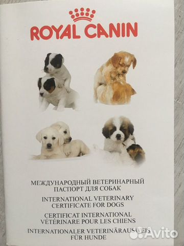 Собака Фото На Паспорт Собака Фото На Паспорт