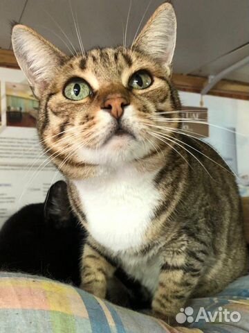 Кошечка 1 год