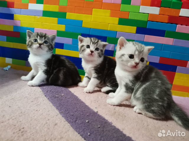Британские котята Британские котята