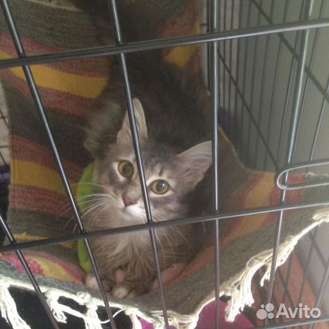 Милая,ласковая,нежная кошечка Незабудка в дар Милая,ласковая,нежная кошечка Незабудка в дар